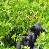 Uganda Gorilla Extension 2024