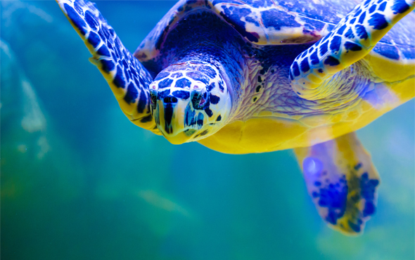 Galapagos Free Nights or Free Flights