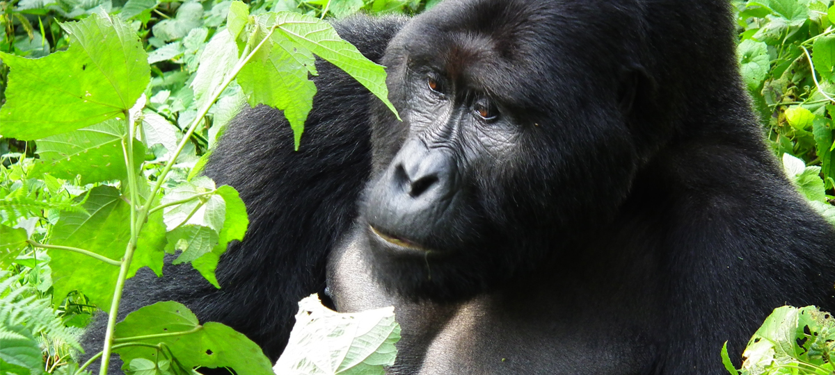 Bwindi Impenetrable National Park