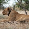 Lion Tracking in Queen Elizabeth National Park Lion Tracking in Queen Elizabeth National Park