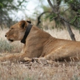 Lion Tracking in Queen Elizabeth National Park