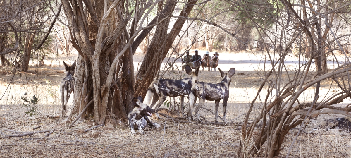 Zambian Explorations 