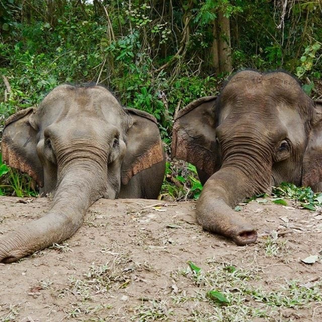 Off the Beaten Track: Laos’ Ethical Elephant Experience Off the Beaten Track: Laos’ Ethical Elephant Experience
