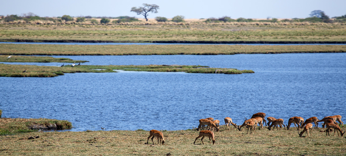 The Chobe River The Chobe River