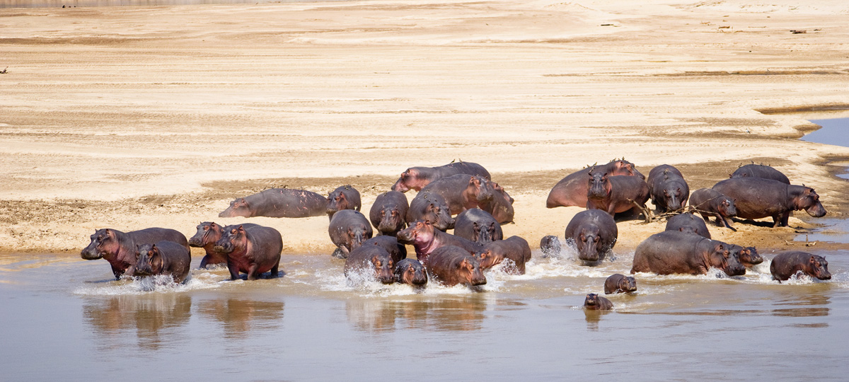 Moremi Game Reserve