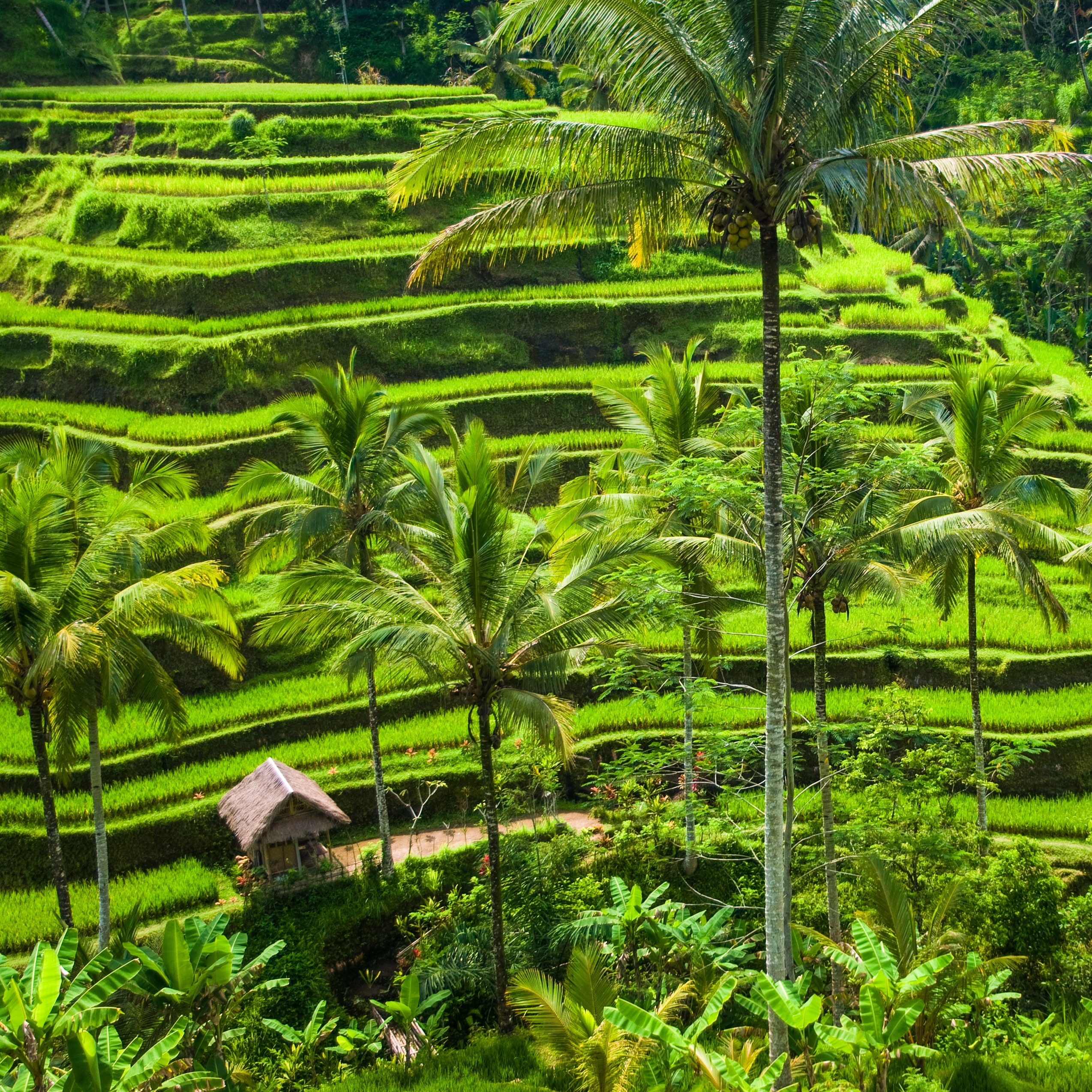 Bali’s Rice Culture: The Way of the Spirit
