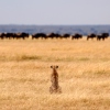 East Africa Game Trails 2020 East Africa Game Trails 2020