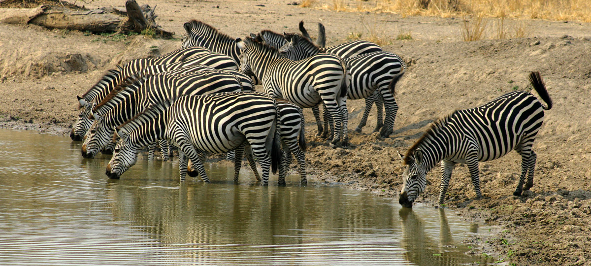 Botswana Safari