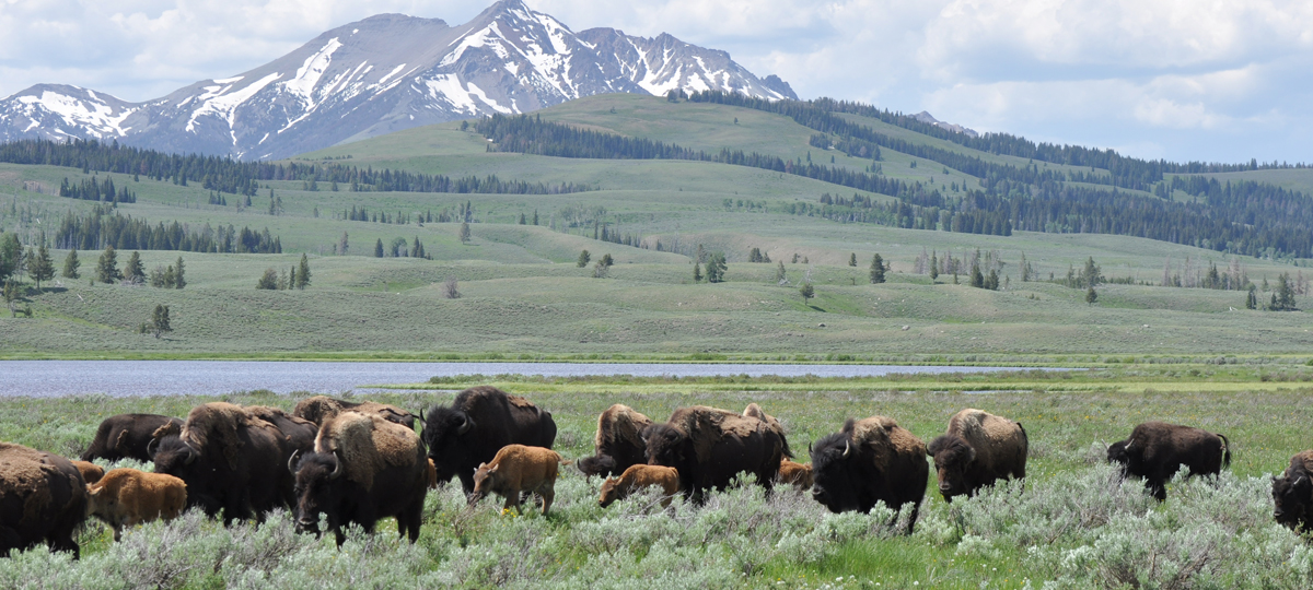 Yellowstone Family Adventure