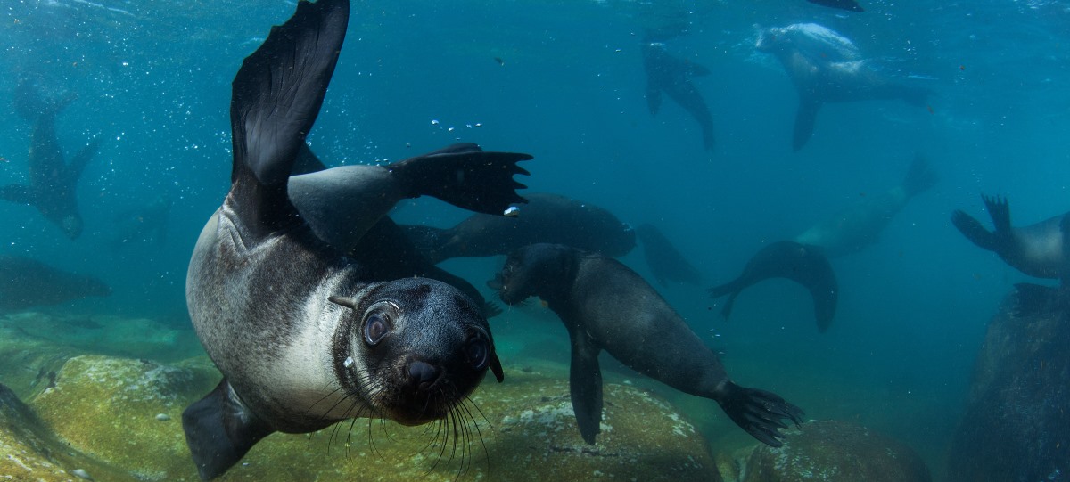 Day Tour - Exploring the Cape Peninsula Like a Local
