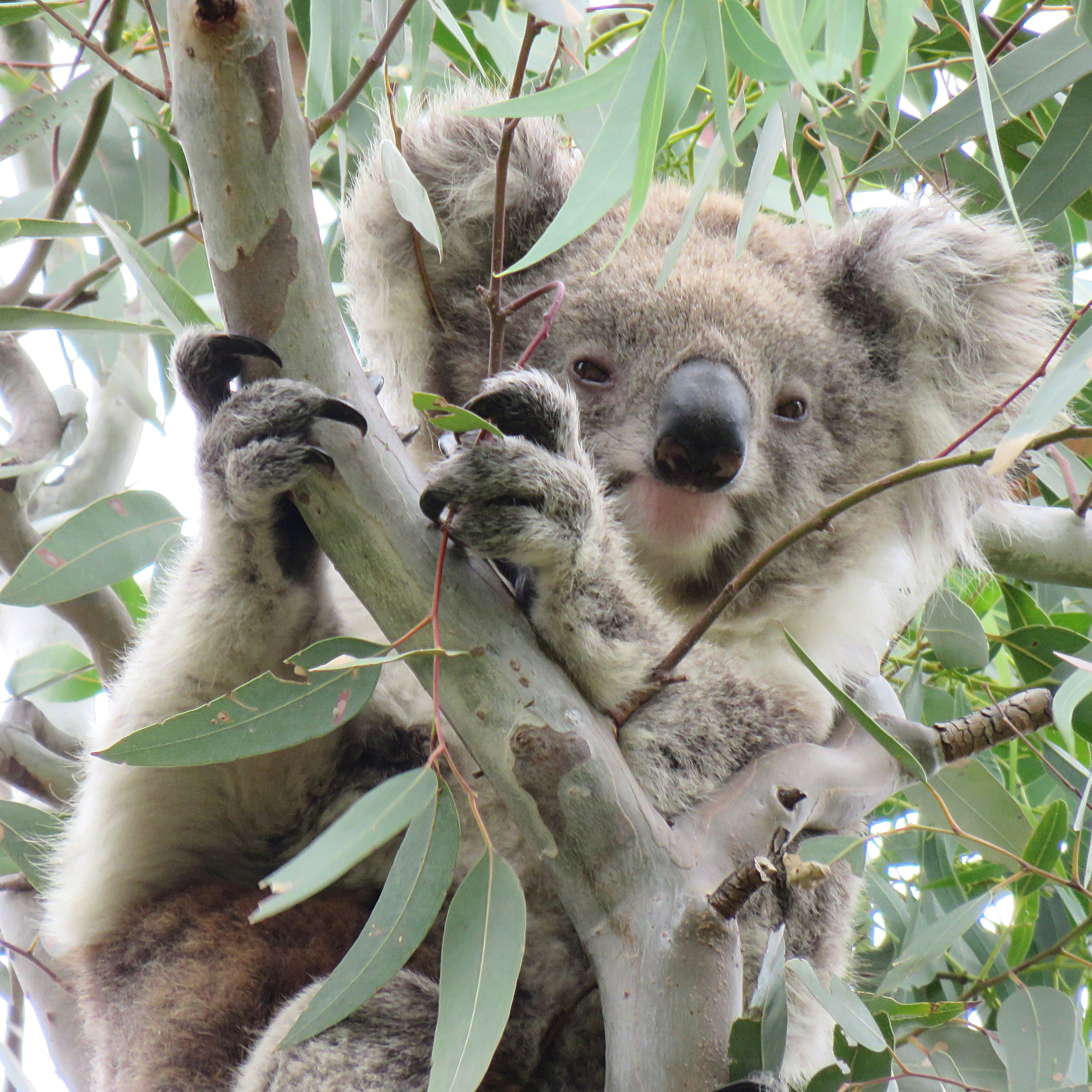 Wild Koala Day - 3 May 2020 Wild Koala Day - 3 May 2020