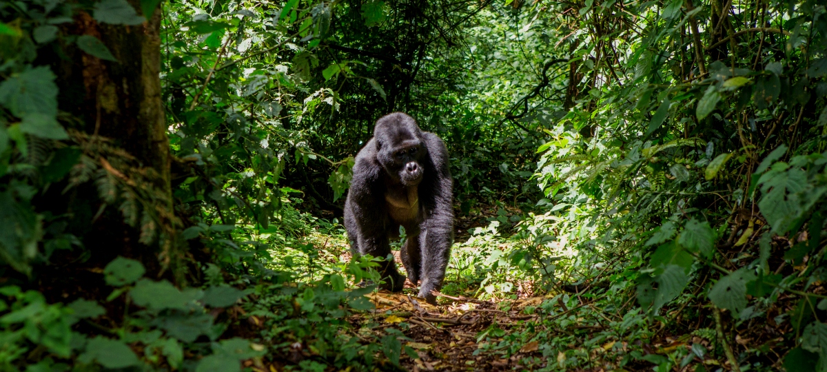 Chimp and Gorilla Tracking Adventure