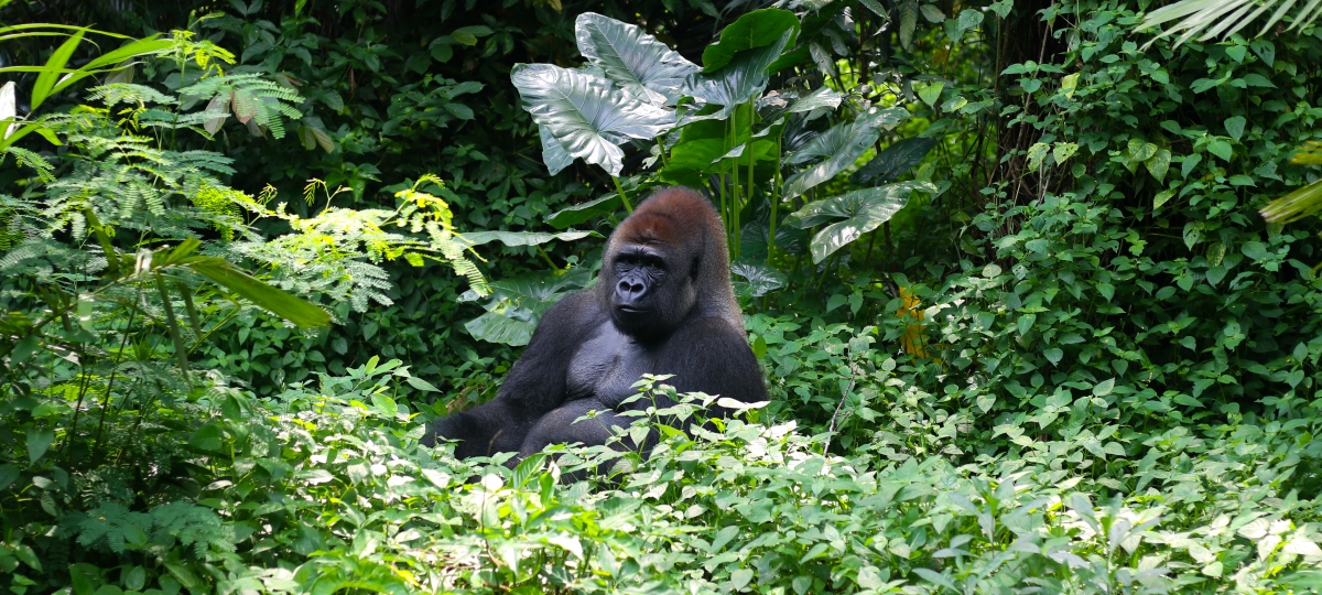 Rwanda Gorillas Extension
