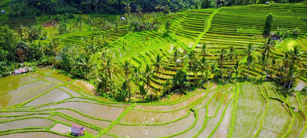 Bali Bali