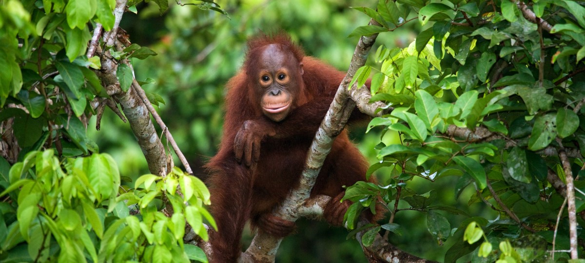Indonesian Borneo Indonesian Borneo