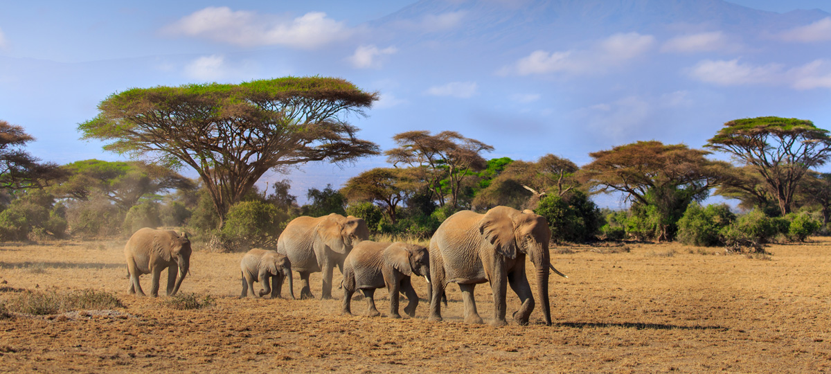 Amboseli National Park Amboseli National Park