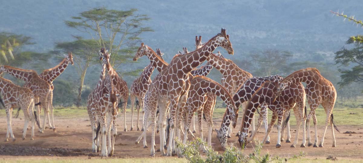 Samburu, Buffalo Spings and Shaba National Reserves Samburu, Buffalo Spings and Shaba National Reserves