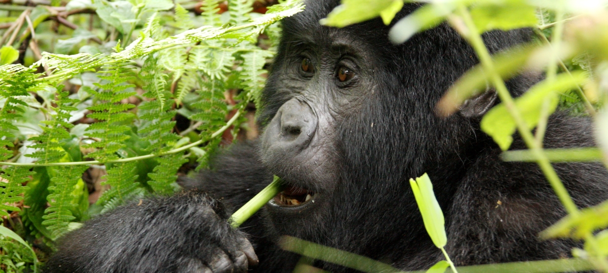 A Superb Safari: Uganda and Kenya