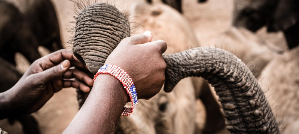 Conservation Safari - East Africa
