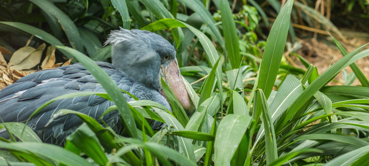 Pre Tour: Mabamba Swamp