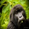Akorn Rwanda Gorilla Extension 2023 Akorn Rwanda Gorilla Extension 2023
