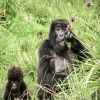 Akorn Incredible Rwanda & Tanzania 2023 Akorn Incredible Rwanda & Tanzania 2023