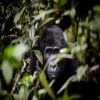 Akorn A Superb Safari: Uganda & Kenya 2023 Akorn A Superb Safari: Uganda & Kenya 2023
