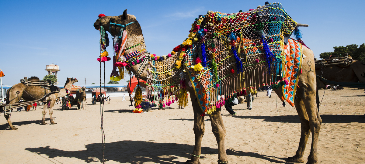 Splendour of Rajasthan with Pushkar