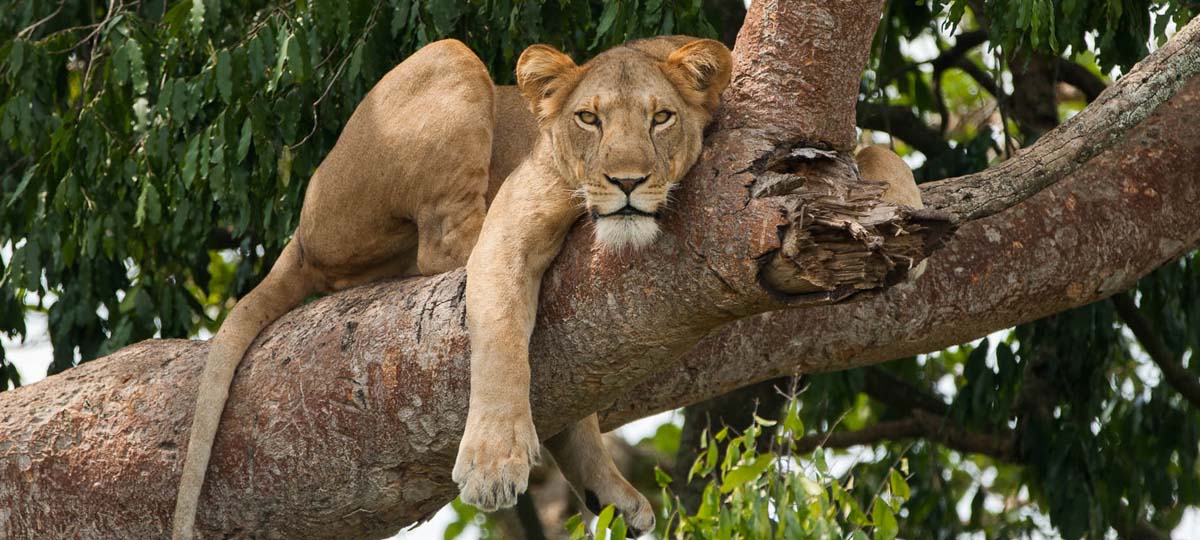 Queen Elizabeth National Park Queen Elizabeth National Park