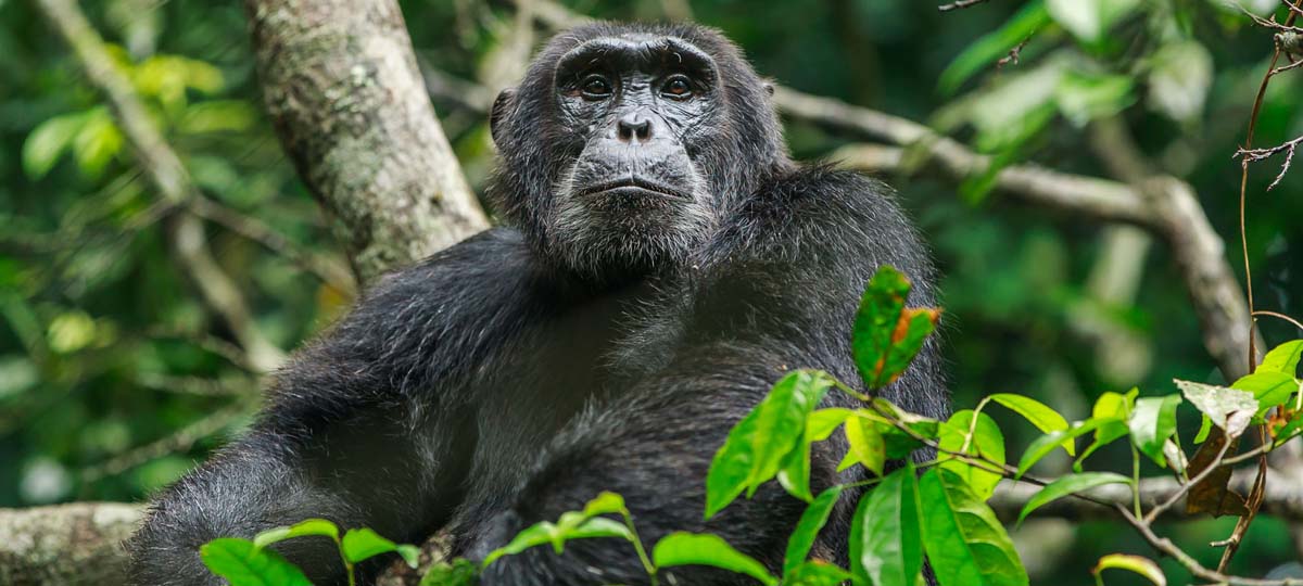 Kibale Forest National Park