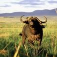 Safari Secret: Kidepo National Park