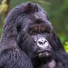 Rwanda Gorilla Extension 2024