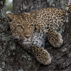 South Africa Safari Intense 2024 South Africa Safari Intense 2024