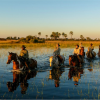 Horse Riding Safari In The Delta - 2024 Horse Riding Safari In The Delta - 2024