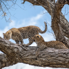 Greater Kruger & Cape Town - 2024 Greater Kruger & Cape Town - 2024