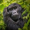 Gorilla Tracking: Rwanda or Uganda