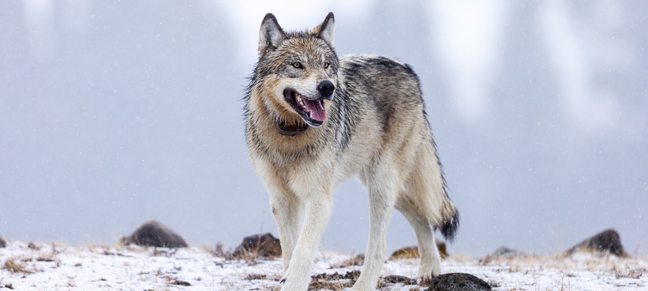 Yellowstone Winter Wildlife Safari