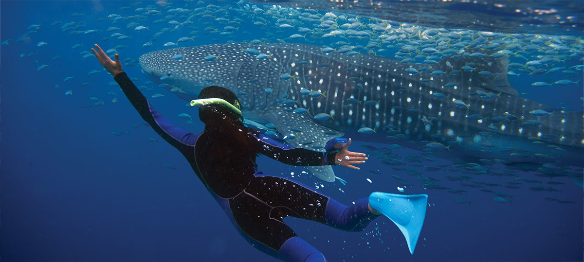 Pristine Waters of Ningaloo Reef