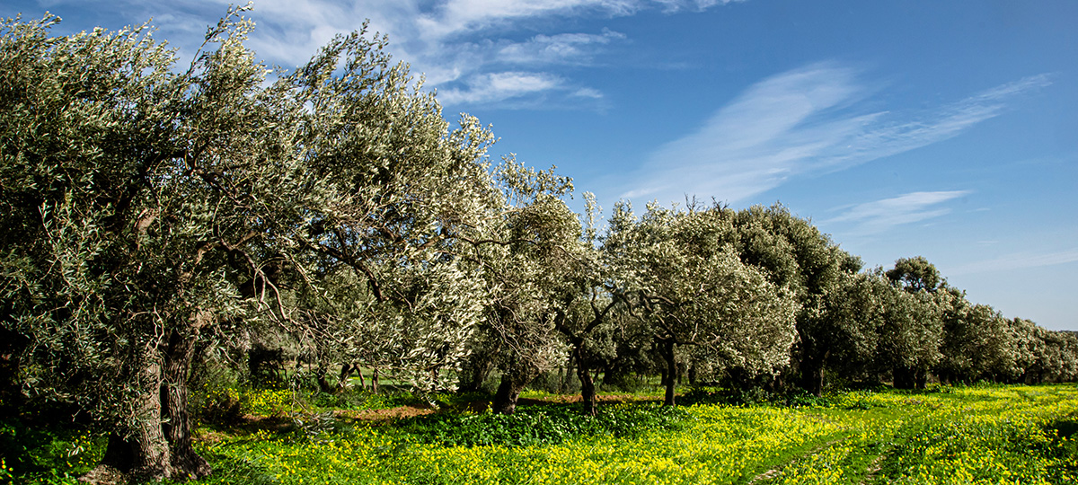 Culinary Sardinia