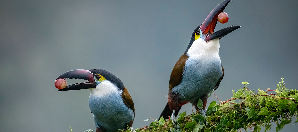 Birdwatching in Colombia