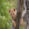 Akorn East & Southern Africa - Family Travel