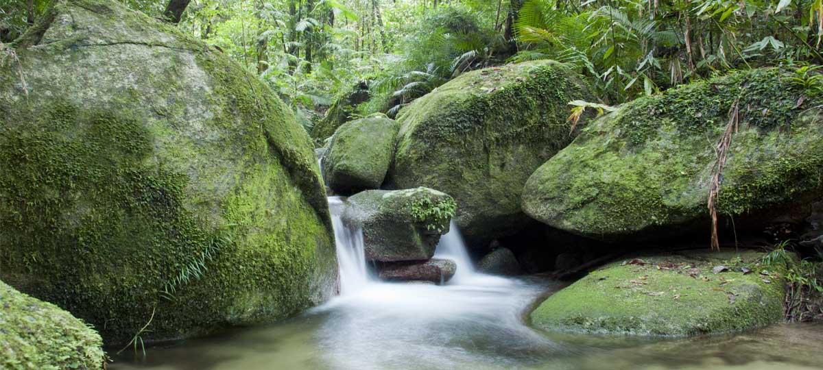 The Daintree Rainforest