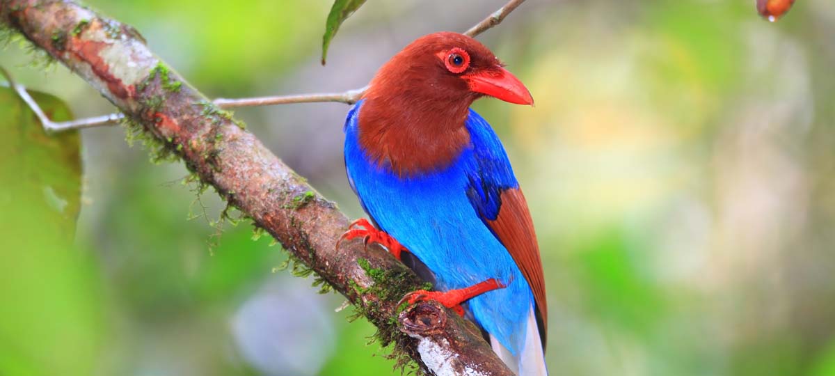 Sinharaja Rain Forest Reserve Sinharaja Rain Forest Reserve