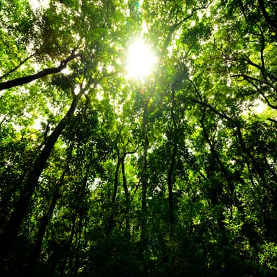 Sinharaja Rain Forest Reserve