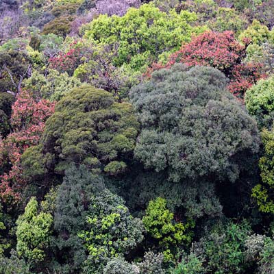 Horton Plains National Park