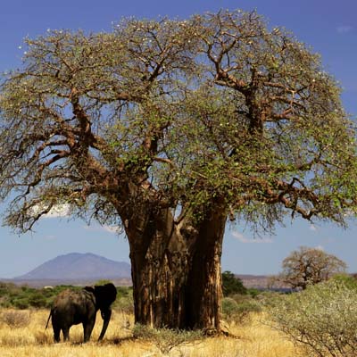 Tarangire National Park