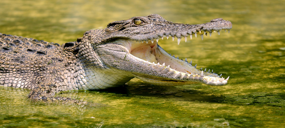 Saadani National Park