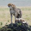 Tanzania Country Information Tanzania Country Information