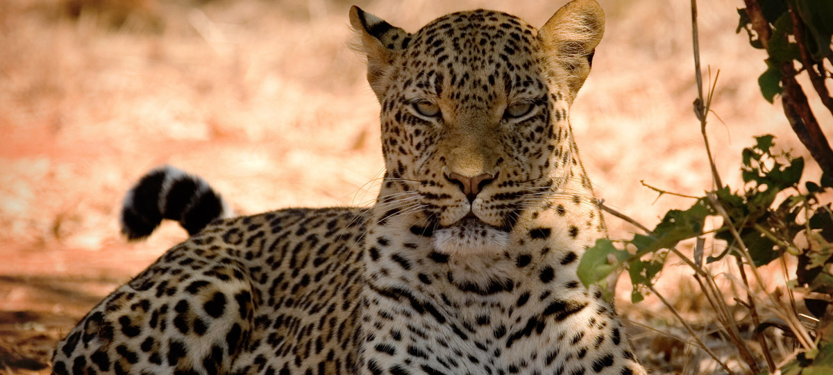 Kruger National Park