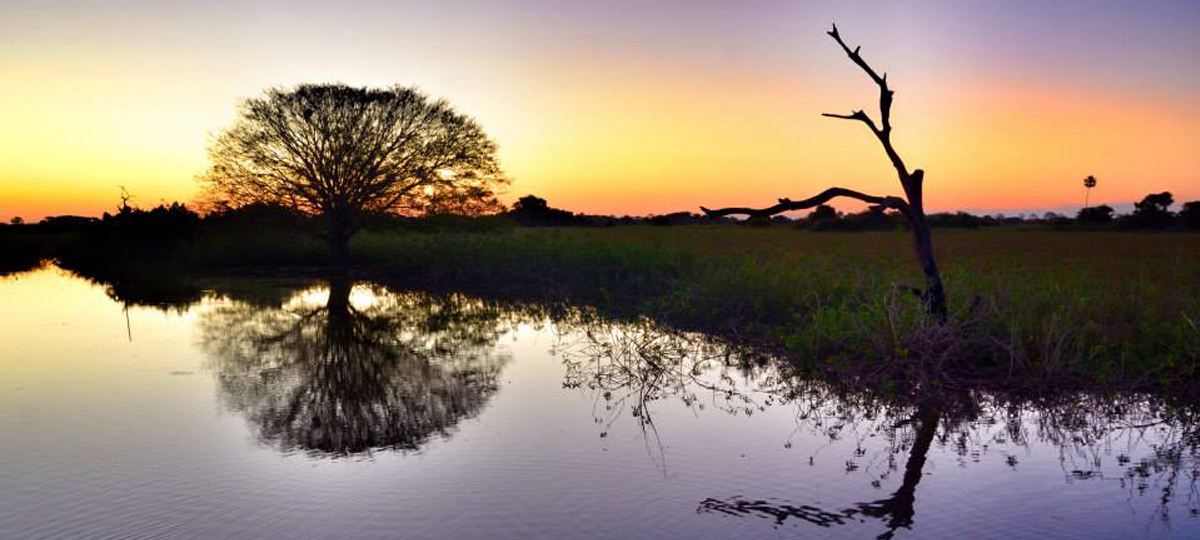 Pantanal Pantanal